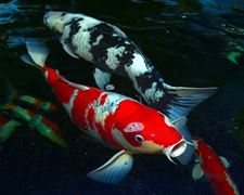 Fish